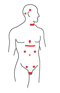 tao seven glands in the body regulate energy toaism seven glands body Understanding Energy: Glands and Chakras